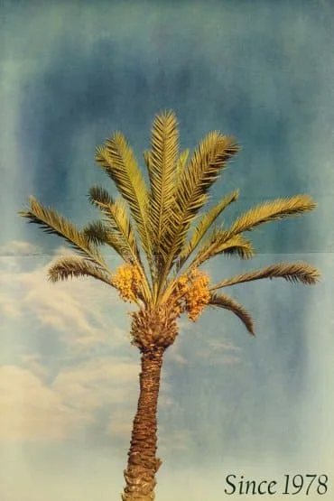 Date palm sourcing regions
