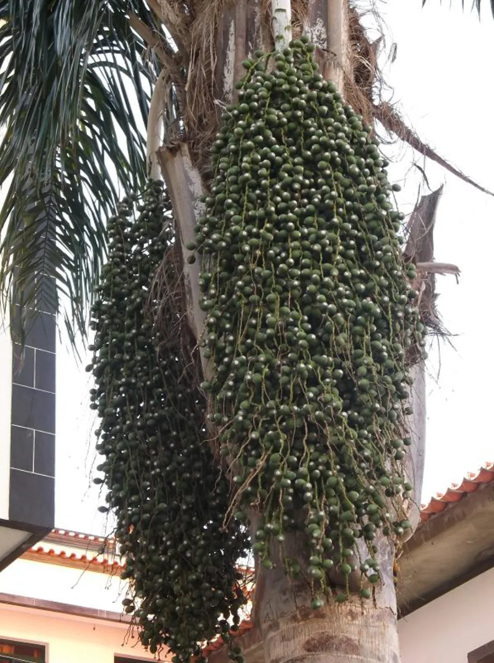 Pusat Kurma — Pusat Kurma Terlengkap Indonesia — Importir Tangan Pertama Jabodetabek